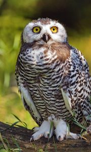 Preview wallpaper snowy owl, bird, wildlife