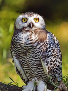 Preview wallpaper snowy owl, bird, wildlife