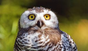 Preview wallpaper snowy owl, bird, wildlife