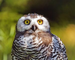 Preview wallpaper snowy owl, bird, wildlife