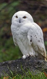 Preview wallpaper snowy owl, owl, bird, wild, stone