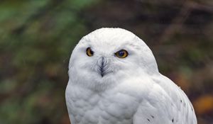 Preview wallpaper snowy owl, owl, bird, wild, stone