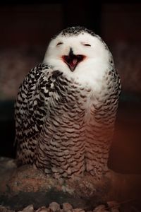Preview wallpaper snowy owl, owl, bird, emotions, funny