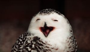 Preview wallpaper snowy owl, owl, bird, emotions, funny