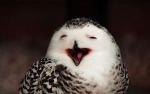 Preview wallpaper snowy owl, owl, bird, emotions, funny