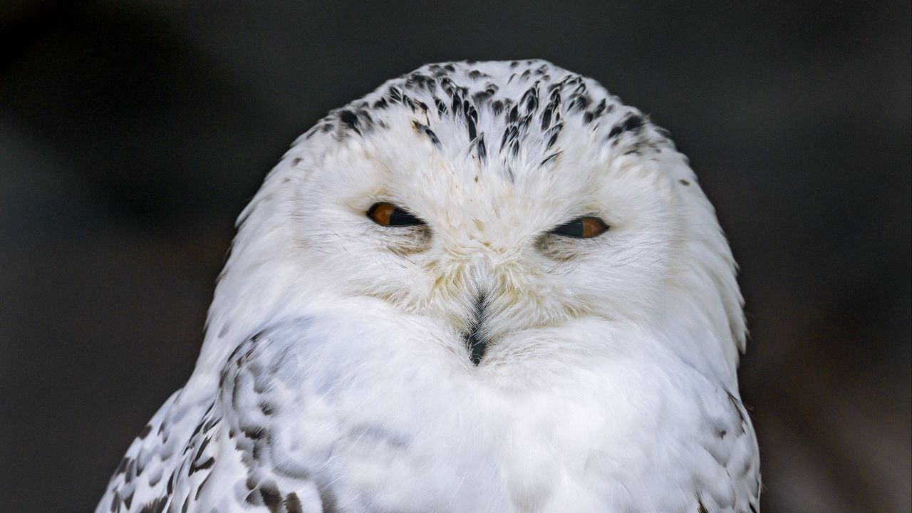 Wallpaper snowy owl, owl, bird, white