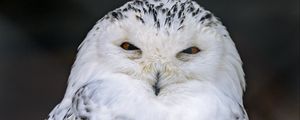 Preview wallpaper snowy owl, owl, bird, white