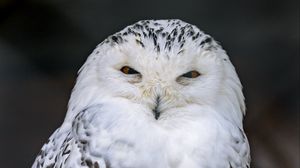 Preview wallpaper snowy owl, owl, bird, white