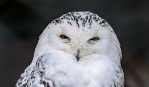 Preview wallpaper snowy owl, owl, bird, white