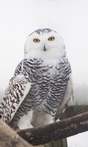 Preview wallpaper snowy owl, owl, bird, white, wild