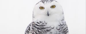 Preview wallpaper snowy owl, owl, bird, white, wild