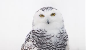 Preview wallpaper snowy owl, owl, bird, white, wild