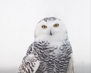Preview wallpaper snowy owl, owl, bird, white, wild