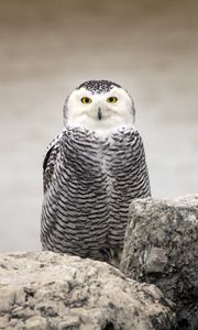 Preview wallpaper snowy owl, owl, bird, stones