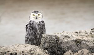 Preview wallpaper snowy owl, owl, bird, stones