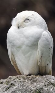 Preview wallpaper snowy owl, owl, bird, wild