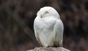 Preview wallpaper snowy owl, owl, bird, wild