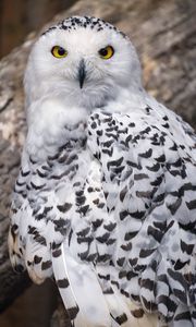 Preview wallpaper snowy owl, owl, feathers, bird, wildlife