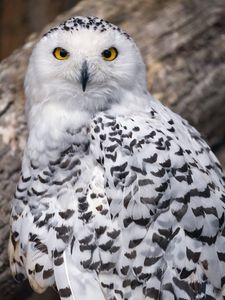 Preview wallpaper snowy owl, owl, feathers, bird, wildlife