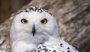 Preview wallpaper snowy owl, owl, feathers, bird, wildlife