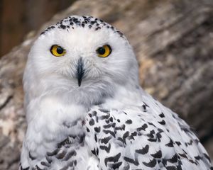 Preview wallpaper snowy owl, owl, feathers, bird, wildlife