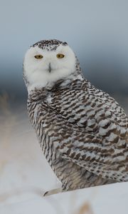 Preview wallpaper snowy owl, owl, predator, bird, snow