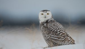 Preview wallpaper snowy owl, owl, predator, bird, snow