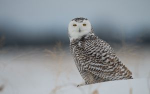 Preview wallpaper snowy owl, owl, predator, bird, snow