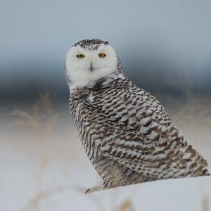 Preview wallpaper snowy owl, owl, predator, bird, snow