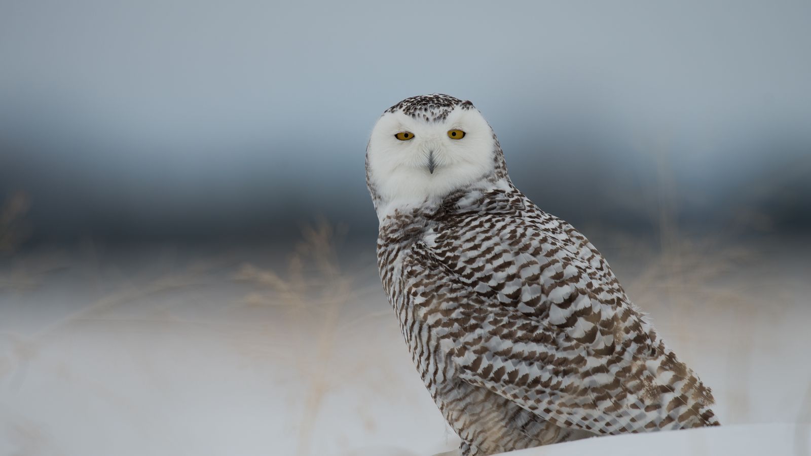 download-wallpaper-1600x900-snowy-owl-owl-predator-bird-snow