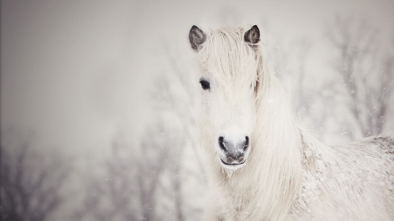 Wallpaper snowy, white, horse, snow