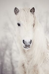 Preview wallpaper snowy, white, horse, snow