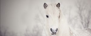 Preview wallpaper snowy, white, horse, snow