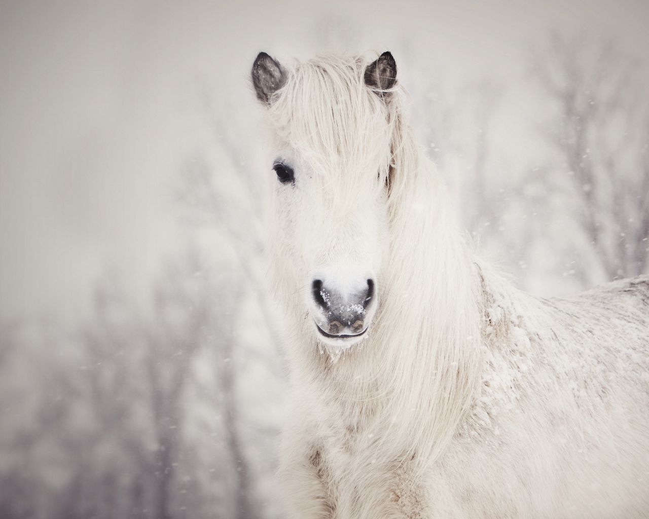 Download wallpaper 1280x1024 snowy, white, horse, snow standard 5:4 hd ...