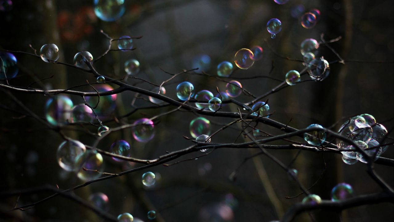 Wallpaper soap bubbles, bubbles, branches, trees