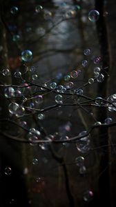 Preview wallpaper soap bubbles, bubbles, branches, trees