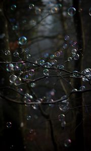 Preview wallpaper soap bubbles, bubbles, branches, trees