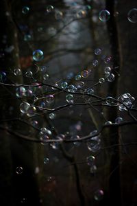 Preview wallpaper soap bubbles, bubbles, branches, trees