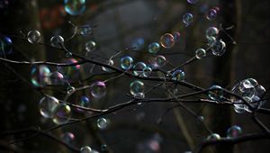 Preview wallpaper soap bubbles, bubbles, branches, trees