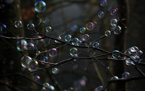 Preview wallpaper soap bubbles, bubbles, branches, trees