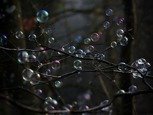 Preview wallpaper soap bubbles, bubbles, branches, trees