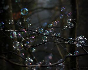 Preview wallpaper soap bubbles, bubbles, branches, trees