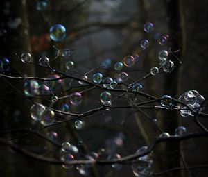 Preview wallpaper soap bubbles, bubbles, branches, trees