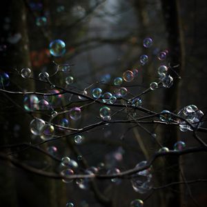 Preview wallpaper soap bubbles, bubbles, branches, trees