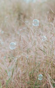 Preview wallpaper soap bubbles, glare, grass, field, macro