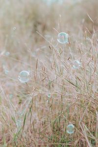 Preview wallpaper soap bubbles, glare, grass, field, macro