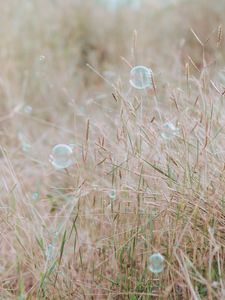 Preview wallpaper soap bubbles, glare, grass, field, macro