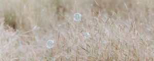 Preview wallpaper soap bubbles, glare, grass, field, macro