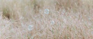 Preview wallpaper soap bubbles, glare, grass, field, macro