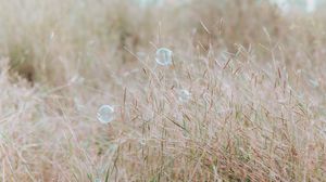 Preview wallpaper soap bubbles, glare, grass, field, macro